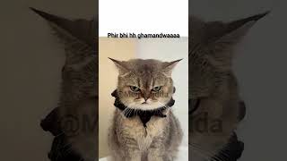 “Din me garmi, raat me Antarctica ❄️”#cat #funny