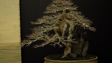 Taikanten Bonsai exhibition 2025, Kyoto