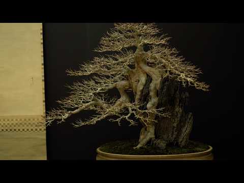 Taikanten Bonsai Exhibition 2025 Kyoto