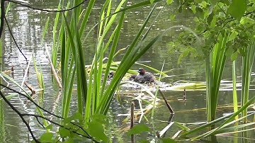 little grebe , floating nest