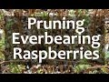 Pruning Everbearing Raspberries