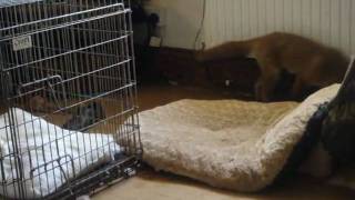 tame fox cub pouncing practise