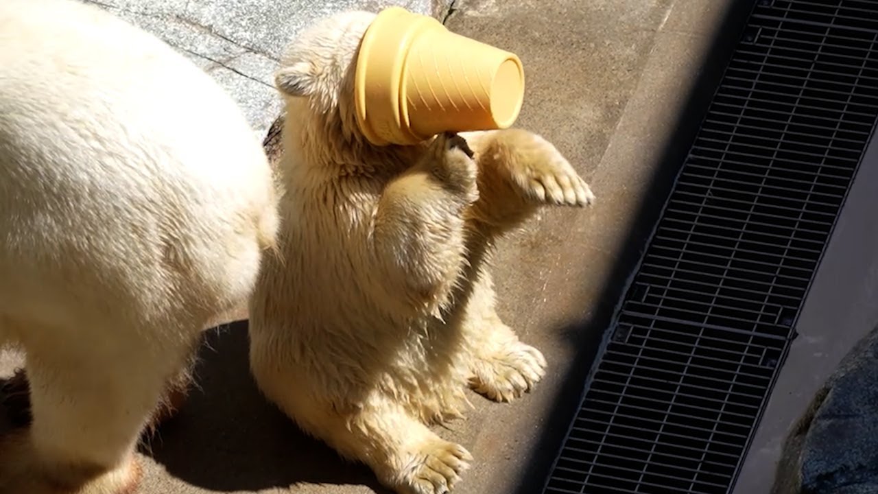 新しいおもちゃがフブキに大ヒットしました【205日齢】