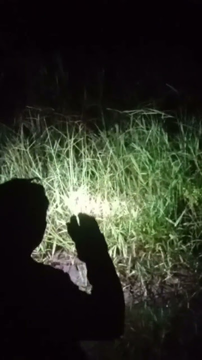 cara menangkap/ mencari ruak ruak malam hari #videoshort