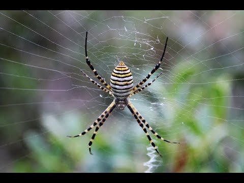 Banded Garden Spider Argiope Trifasciata Cyprus Youtube