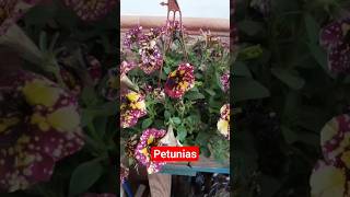 👩‍🌾Petunias🌺           #azoteaverde#azoteaecologia#siembra#flores#huerto#maceta#sol#primavera