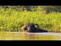 Episódio 18. Encontro com o búfalo marruá. Perigo no Pantanal.