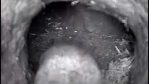 Mole explores Gopher burrow