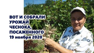Вот и собрали урожай озимого чеснока, посаженного 19 ноября 2020 года по новой технологии