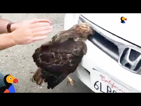 Hawk Stuck In Car Grille Was So Glad Someone Helped Him