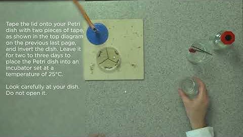 Edexcel Core Practical 9-1 GCSE B5.18B Effect of antibiotics antiseptics plant extracts on bacteria