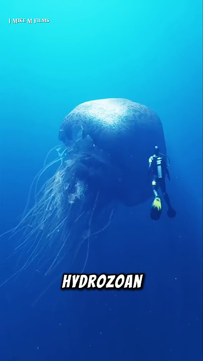 Immortal Jellyfish
