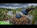 Purple Swamphen: 60 Days From Egg to Survivor | Reeds, Storms, and Survival