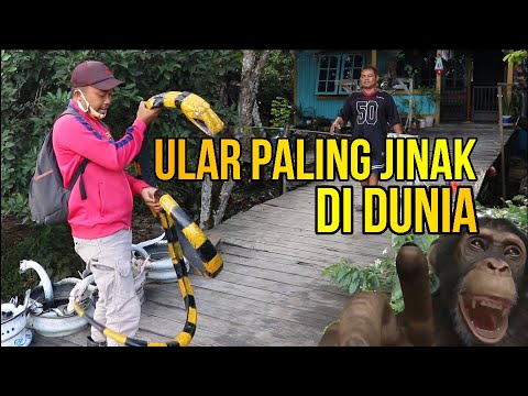 Cara Paling Ampuh Mengusir Monyet Akhir Perjalanan Monyet Liar Nakal Perusak Tanaman Youtube