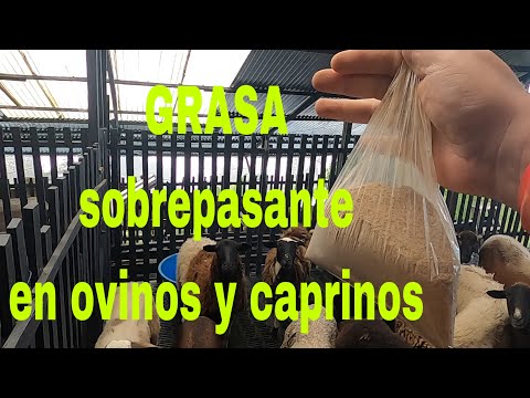 🐑GRASA sobrepasante en