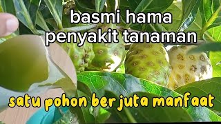 2 inspirasi racikan pestisida nabati ‼️ pestisida nabati dari buah dan daun mengkudu