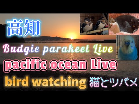 【海】満月🌕ストロベリームーン 台風一過 ツバメ＆太平洋ライブカメラ＆猫🐈＆インコ🐦波の音🌊 野鳥観察【土佐】