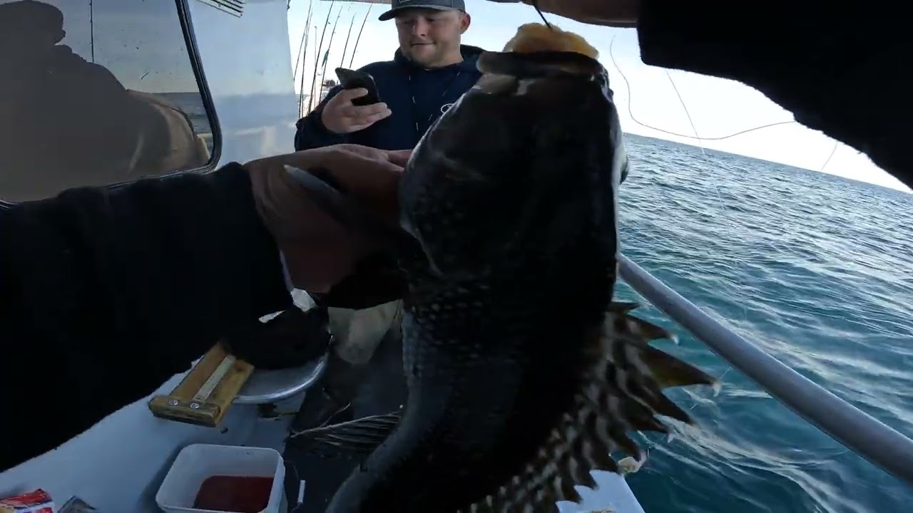 ocean city blk bass