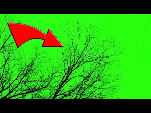 Naked tree on Chroma key - Naked tree on Green screen no Copyright