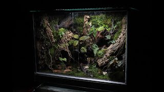 'Dart Frog Habitat' Making a Vivarium | '다트프록 서식지' 비바리움 만들기 |600*450*600 커스텀 수조