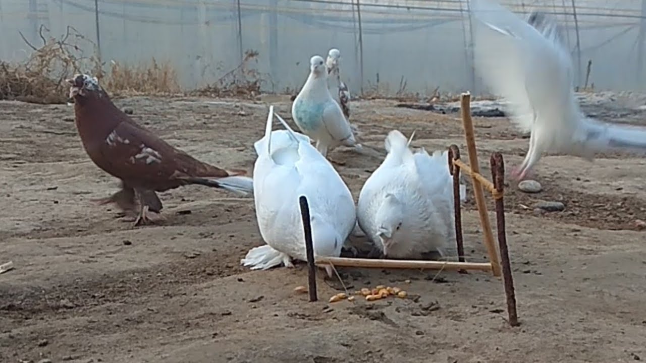 KABUTAR ushash  Ахмаджон уз дан махсус KABUTAR ishqivozlar uchun maxsus@pigeon@kabootar