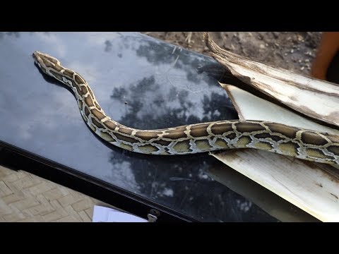 Snakes on a Piano - Snakes on a Piano