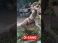 ỔI GĂNG BONSAI | NHÀ VƯỜN HÙNG OANH