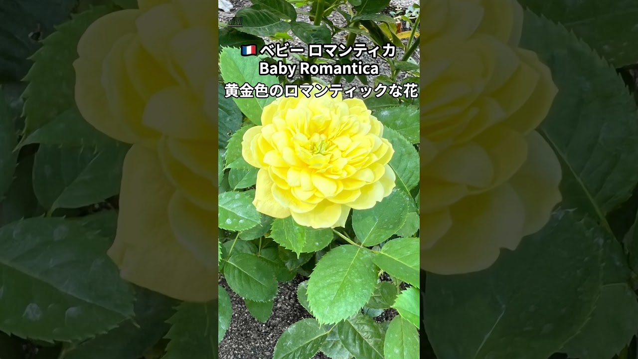 🇩🇪ヒストリー（History） 🌹中之島バラ園｜ぱぽにゃん🌹🌳