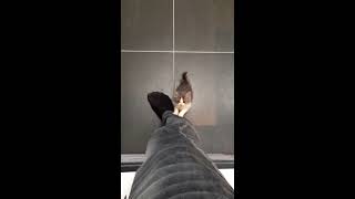 Cute kitten climbing up pant leg