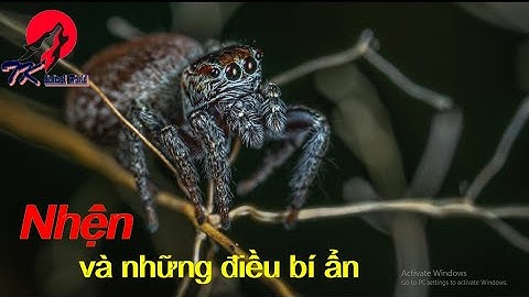 10 sự thật thú vị về loài nhện | 10 interesting facts about spiders | TK