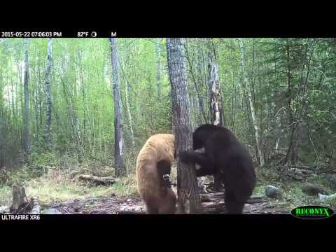 შავი და მურა დათვის \"შებრძოლება\"