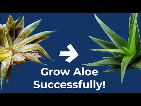 Aloe Vera: Complete Care Guide