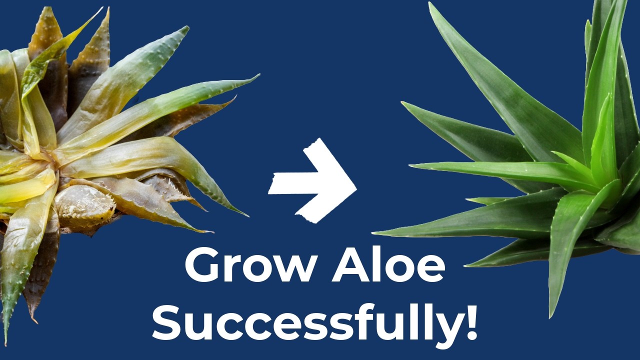 Aloe Vera: Complete Care Guide
