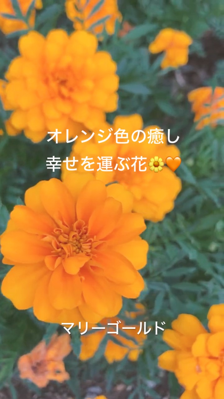 マリーゴールド様用•*¨*•.¸♬︎ 鮮やかに咲くマリーゴールド - YouTube