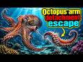 How Does an Octopus Detach Its Arm to Escape and Why Does the Arm Keep Moving? 🐙