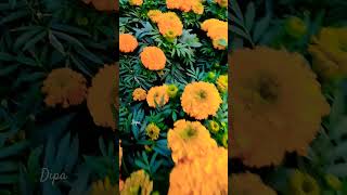 Flowers. Dipa Moni Vlogs