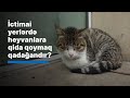 İctimai yerlərdə heyvanlara qida qoymaq qadağandır?