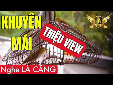 Video Khuyên Mái Tơ Kích Bổi Tốt Nhất Triệu AE Tin Dùng -... - youtube