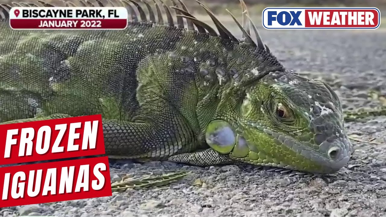 When Temperatures Drop In Florida, Iguanas May Fall From The Trees