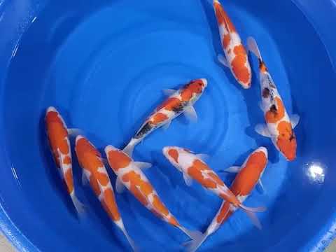 GK-3808 - Showa - Omosako
Variety: Showa
