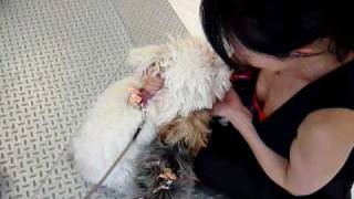 dog on ecstasy.- not really