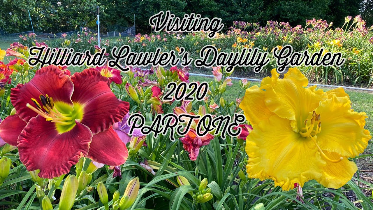 Visiting Hilliard Lawler’s Daylily Garden 2020 PART ONE