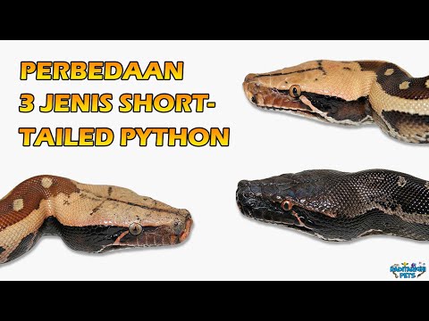Differentiating 3 Types of Dipong Snakes (Python curtus, Python brongersmai, Python breitensteini)