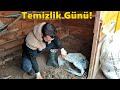 Temizlik Günü-/Follukları Söktüm!#Tekirdağ#civciv#horoz#tavuk#hindi#ördek