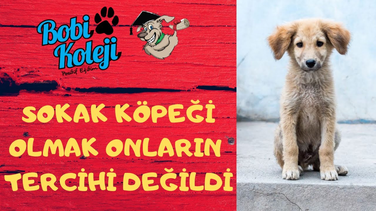 Dunyanin En Hizli Kosan 10 Kopegi Hangisidir Youtube
