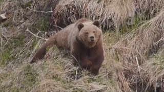 Magadan 2019    Медвежий рай 2019