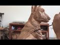 Wood Carving --- How to make dog wood carving --- Top of Wood Art