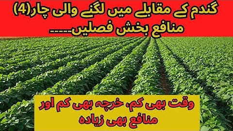 Best profitable crops in winter || profitable crops || Agriculture Farming ||Agri