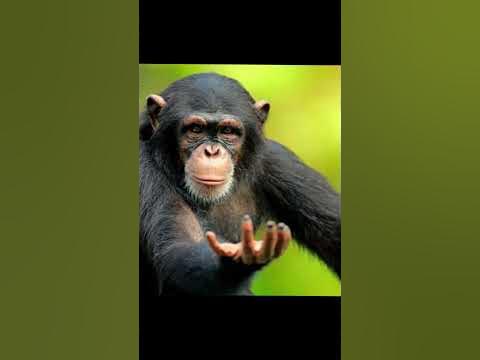 orangutan vs chimp edit thingy #short - YouTube