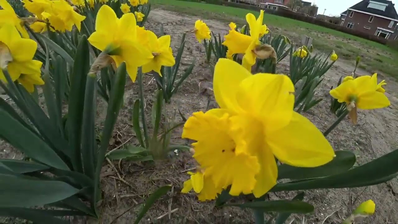 Ik stond tussen de bloemen en genoot van de rust, tot ik hoorde wat de gids over mijn favoriete tulp zei. “Die exemplaren daar?” vroeg hij lachend aan een groepje. “Die zijn mislukt, die hadden...